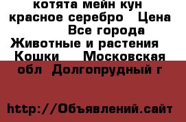 котята мейн кун, красное серебро › Цена ­ 30 - Все города Животные и растения » Кошки   . Московская обл.,Долгопрудный г.